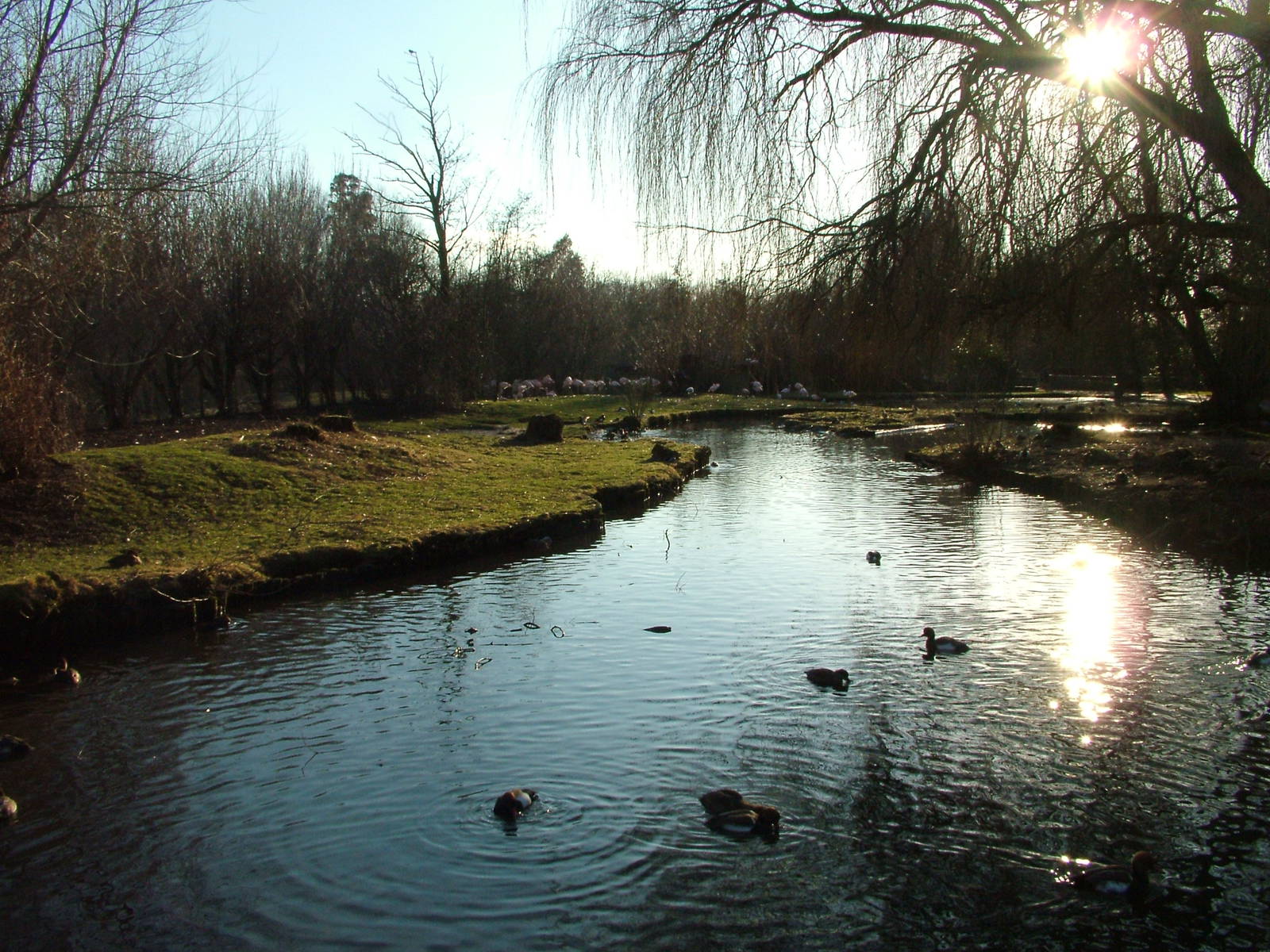 Greater Flamingo Pen at Martin Mere, 28/01/11