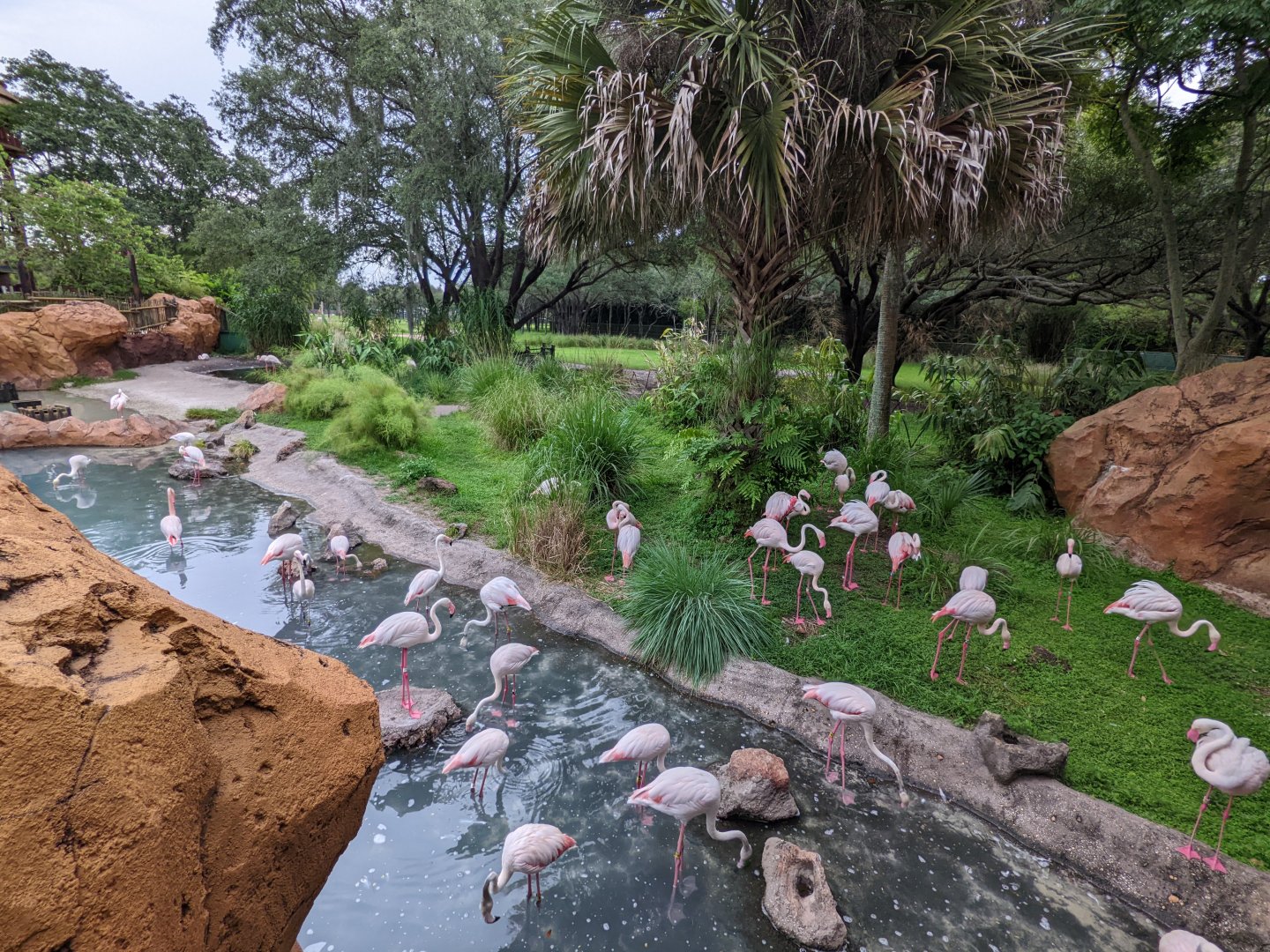 Greater flamingo - pen off of Uzima savanna/Pool