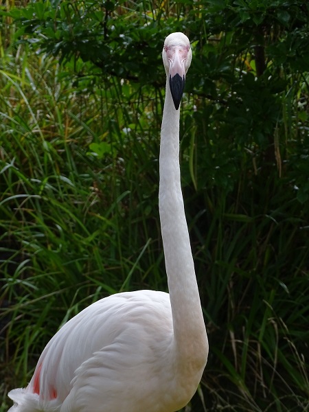 Greater flamingo (Phoenicopterus roseus) (07/22)