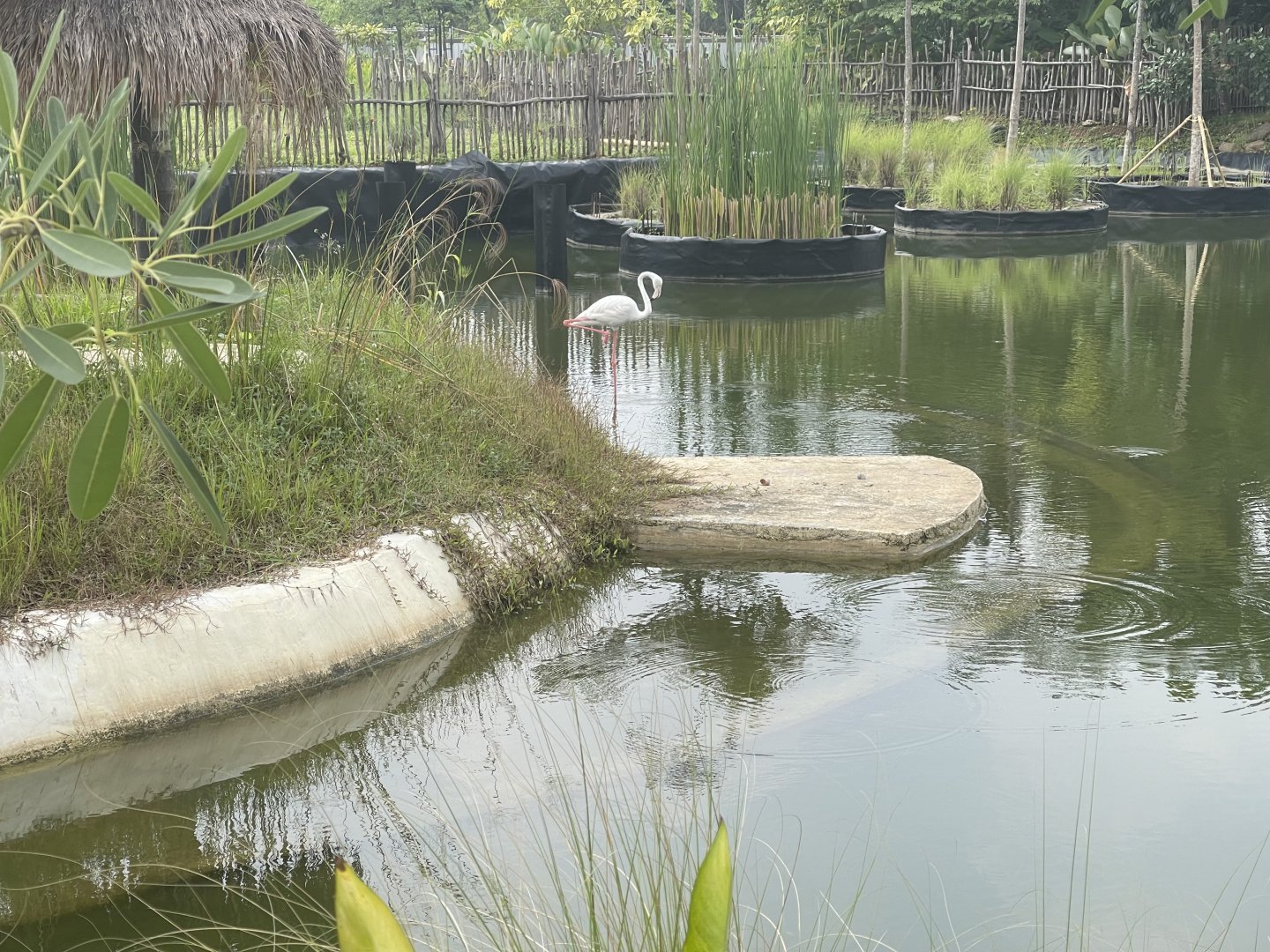 greater flamingo (phoenicopterus roseus) (1) - aviary park
