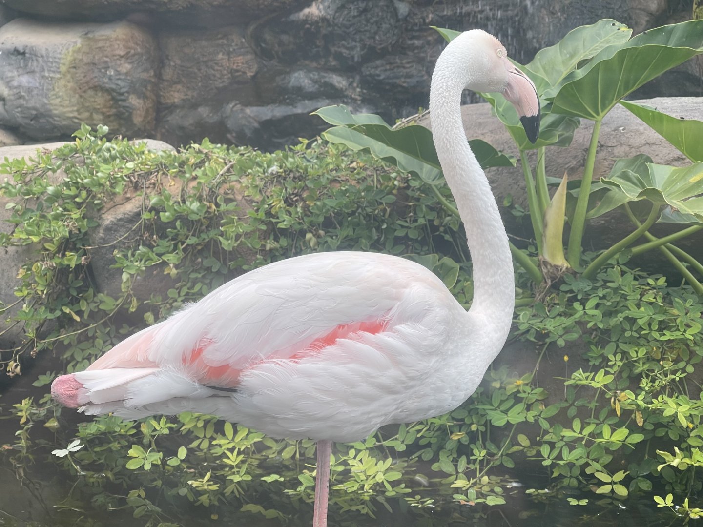 greater flamingo (phoenicopterus roseus) (1)