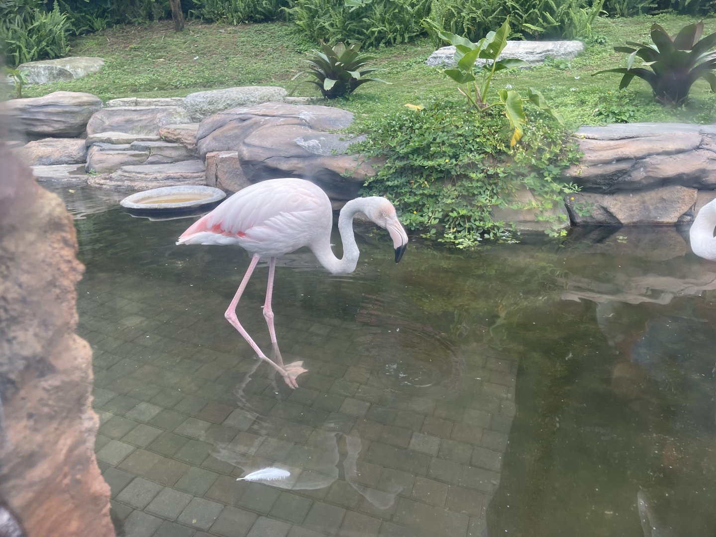 greater flamingo (phoenicopterus roseus) (2)