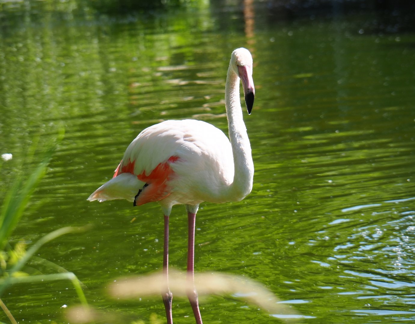 Greater flamingo (Phoenicopterus roseus), 2019-06-01