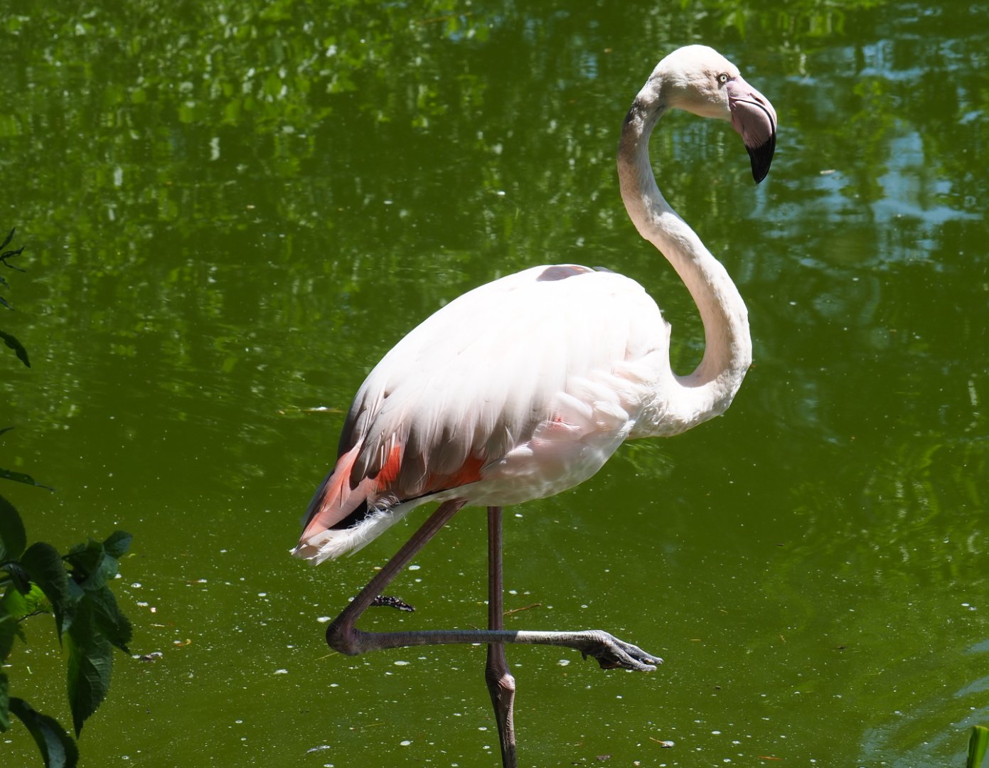 Greater flamingo (Phoenicopterus roseus), 2019-06-01