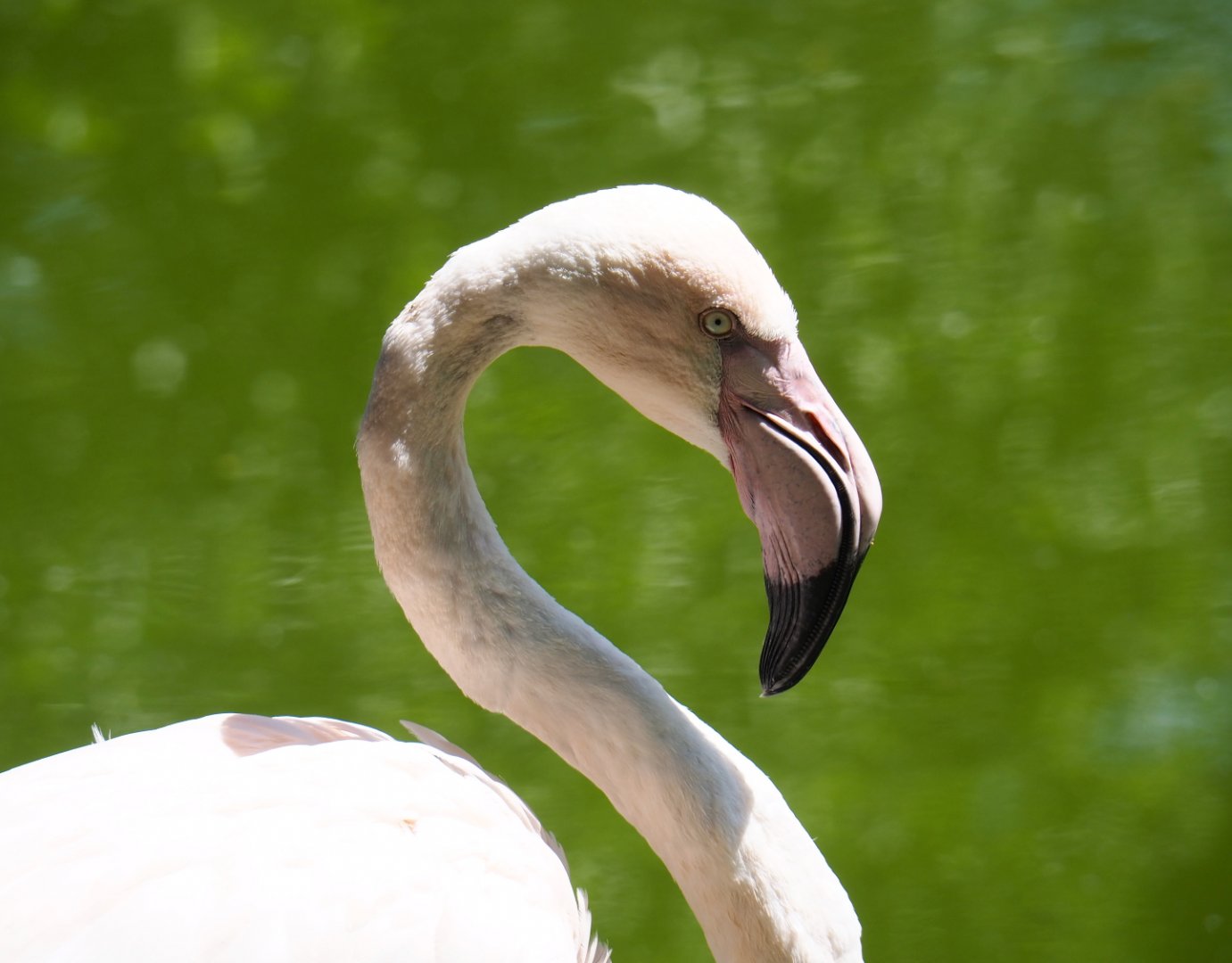 Greater flamingo (Phoenicopterus roseus), 2019-06-01