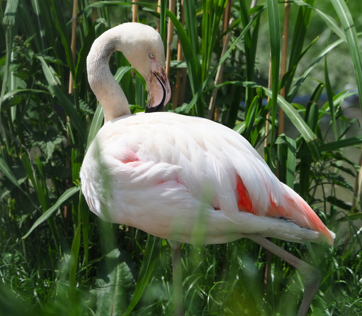Greater flamingo (Phoenicopterus roseus), 2022-05-17