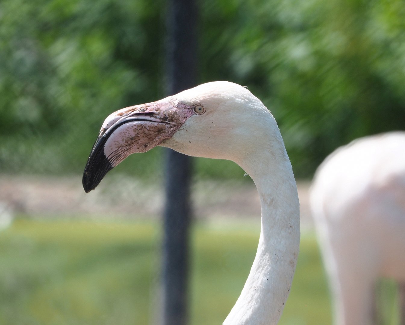 Greater flamingo (Phoenicopterus roseus), 2022-05-17