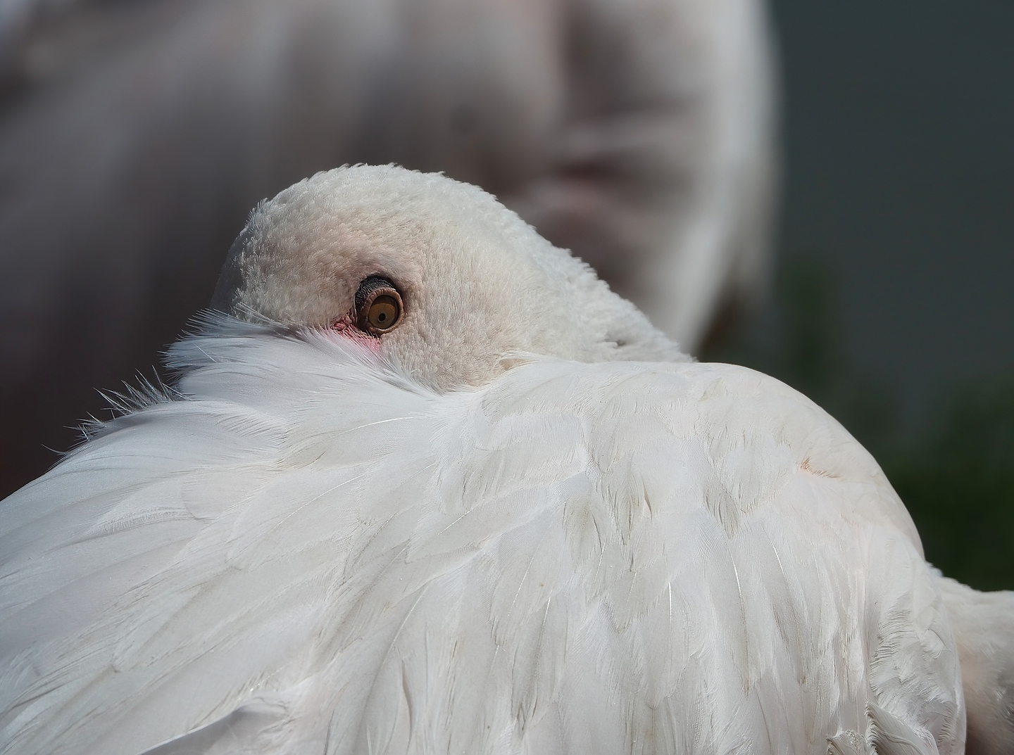 Greater flamingo (Phoenicopterus roseus), 2022-08-20