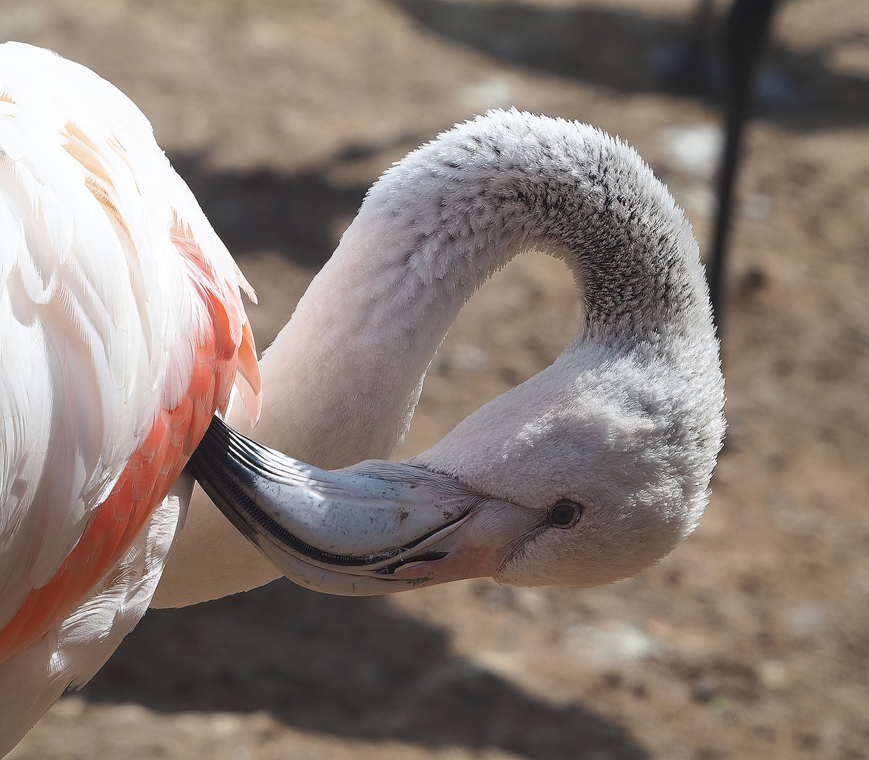 Greater flamingo (Phoenicopterus roseus), 2022-08-20