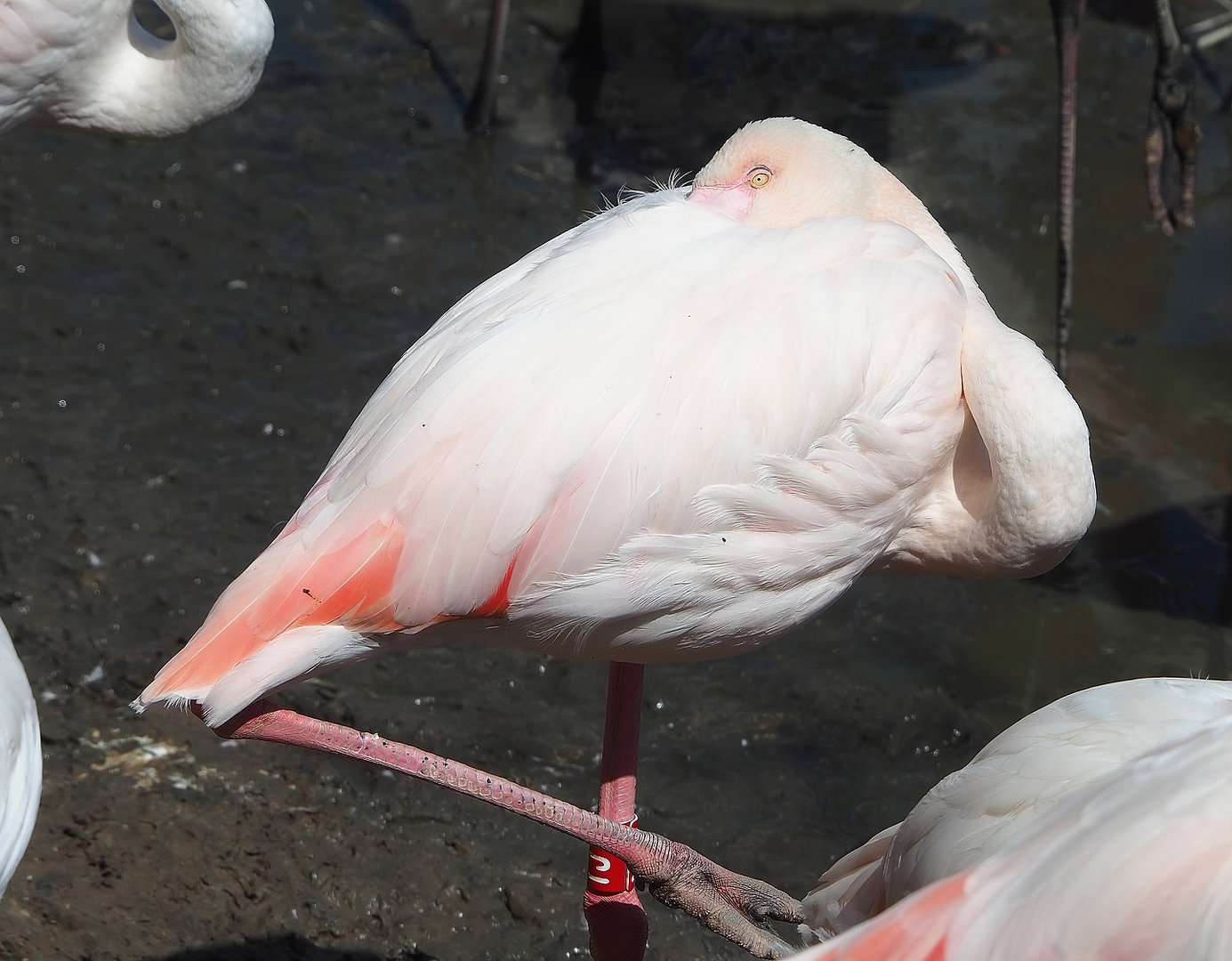 Greater flamingo (Phoenicopterus roseus), 2022-08-20