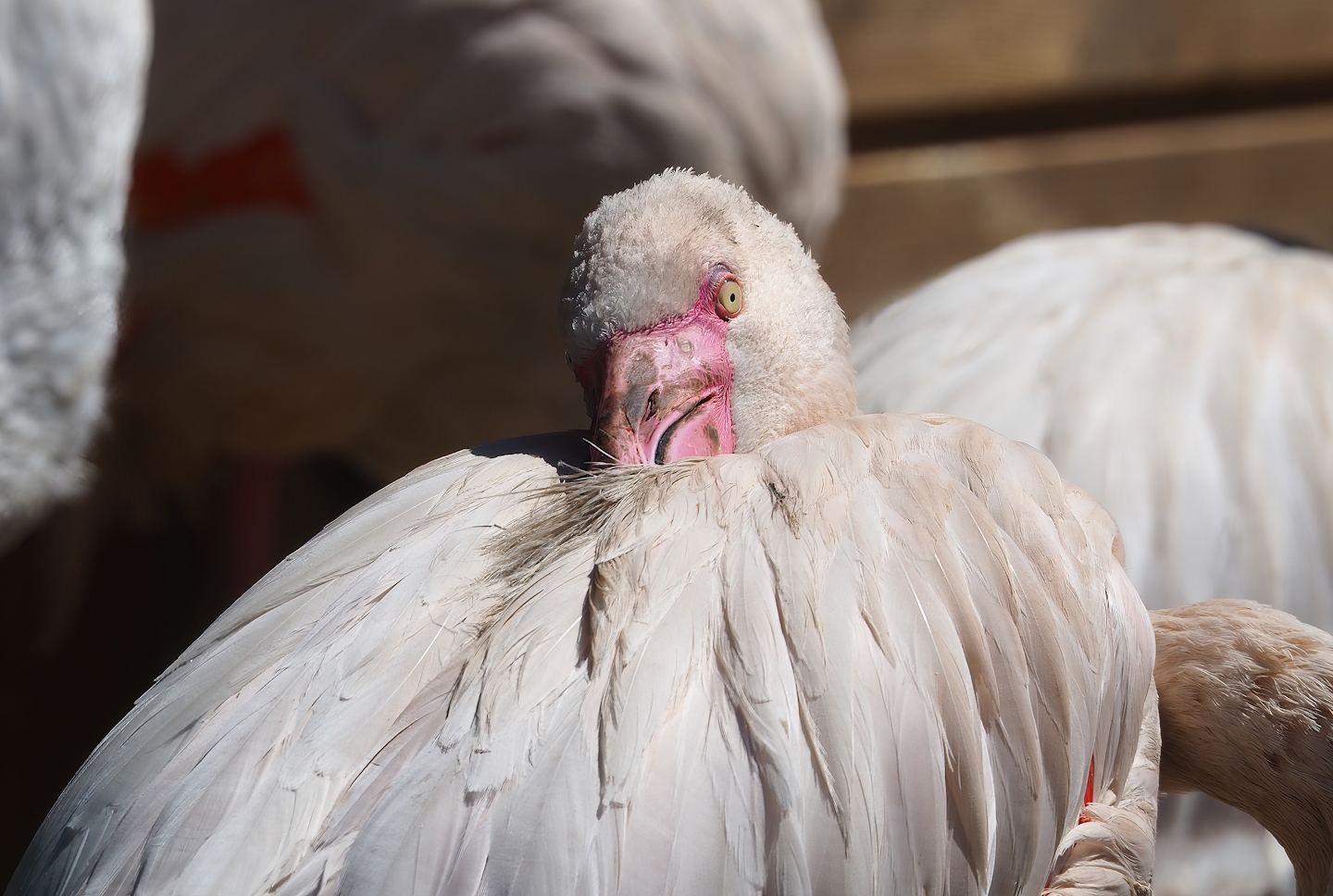 Greater flamingo (Phoenicopterus roseus), 2023-05-19