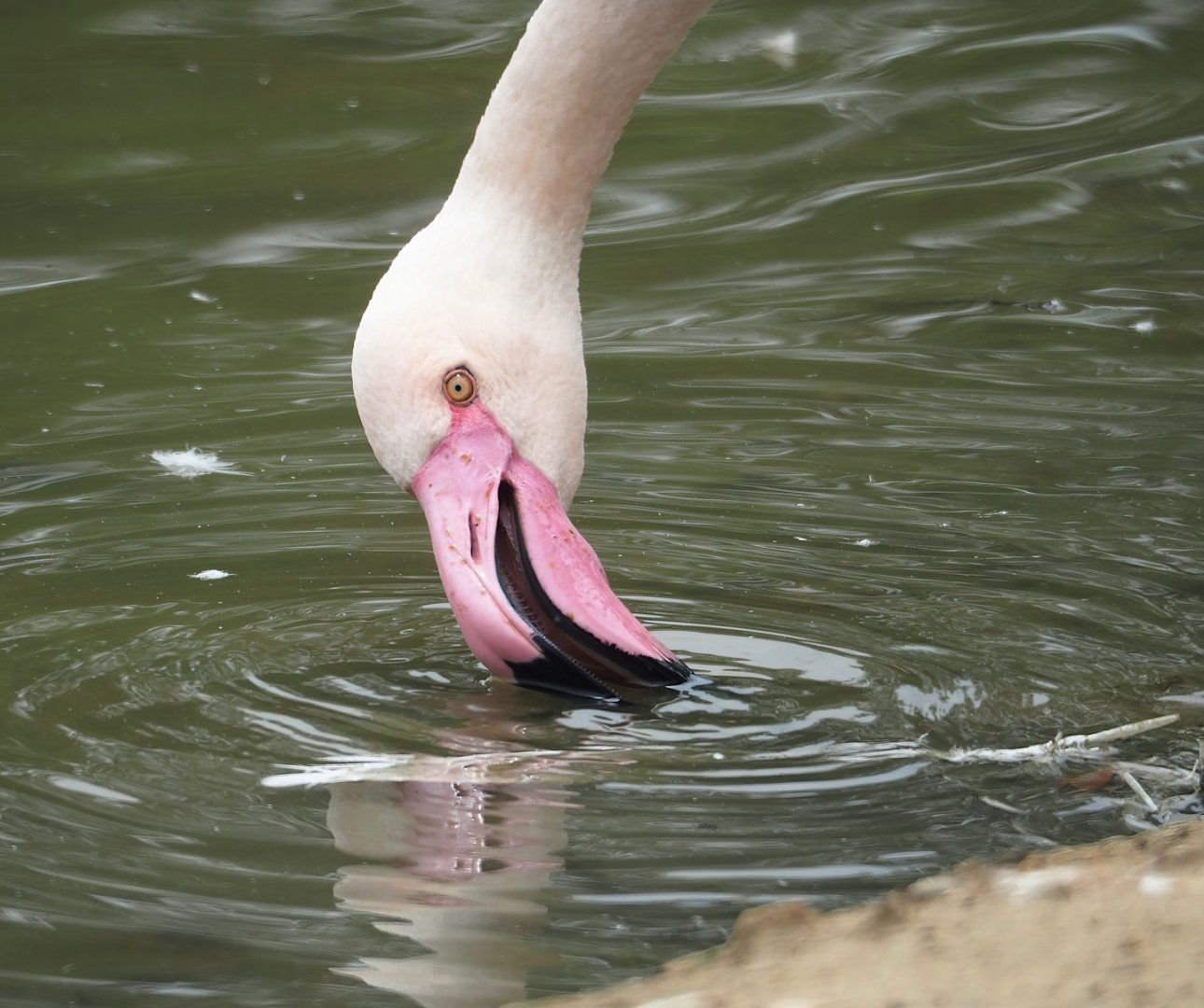 Greater flamingo (Phoenicopterus roseus), 2023-07-18