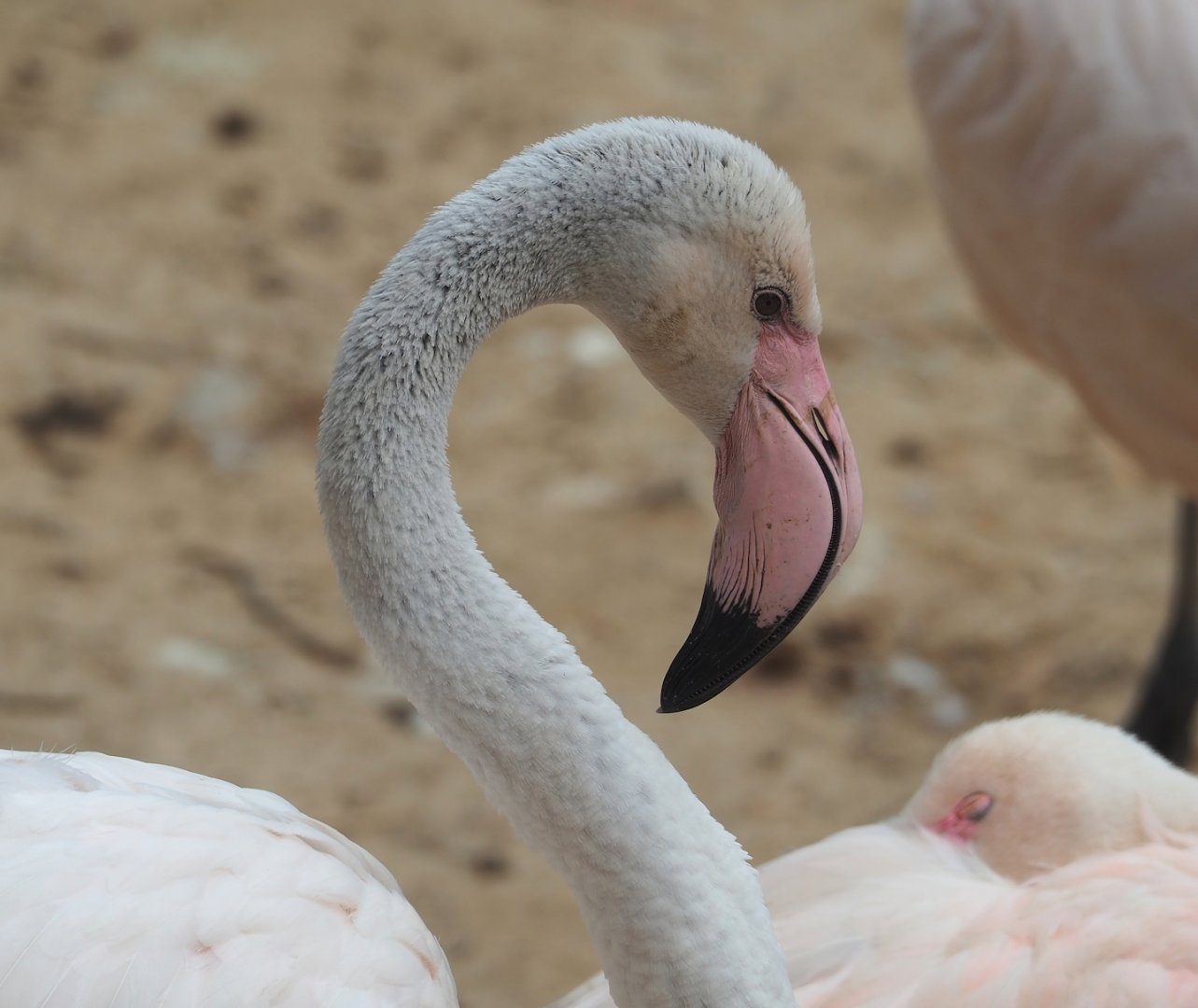 Greater flamingo (Phoenicopterus roseus), 2023-07-18