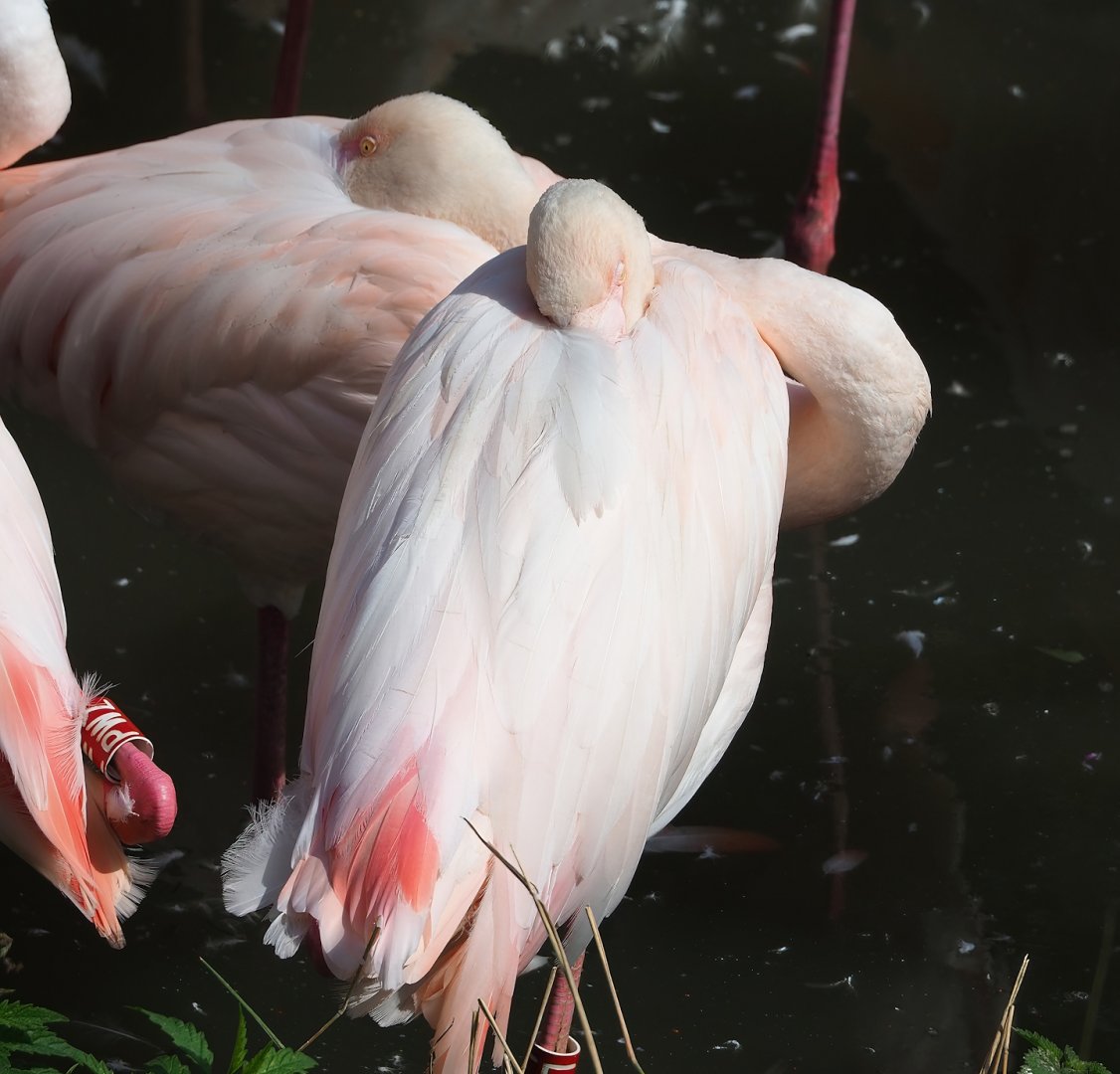Greater flamingo (Phoenicopterus roseus), 2023-08-15