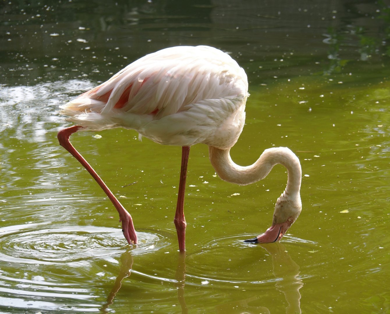 Greater flamingo (Phoenicopterus roseus), 2024-05-11
