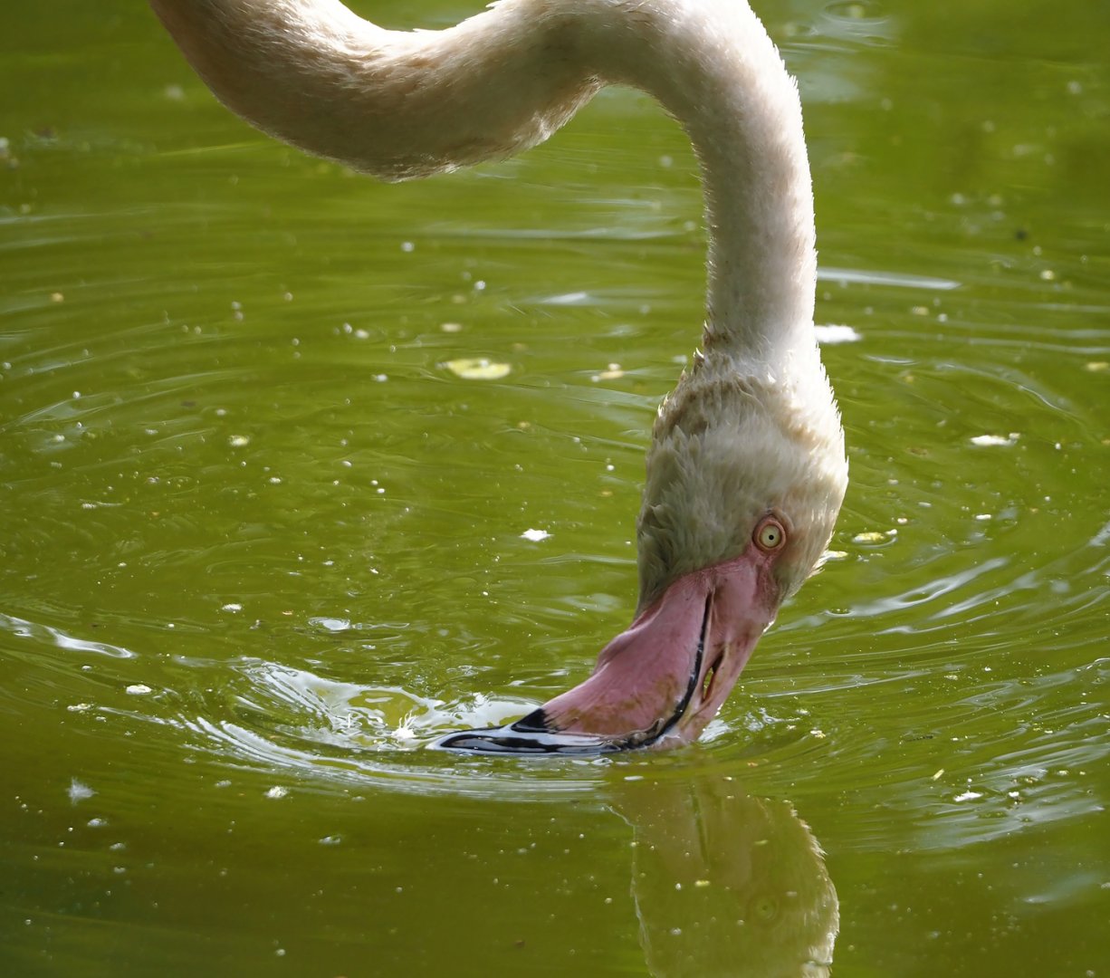 Greater flamingo (Phoenicopterus roseus), 2024-05-11