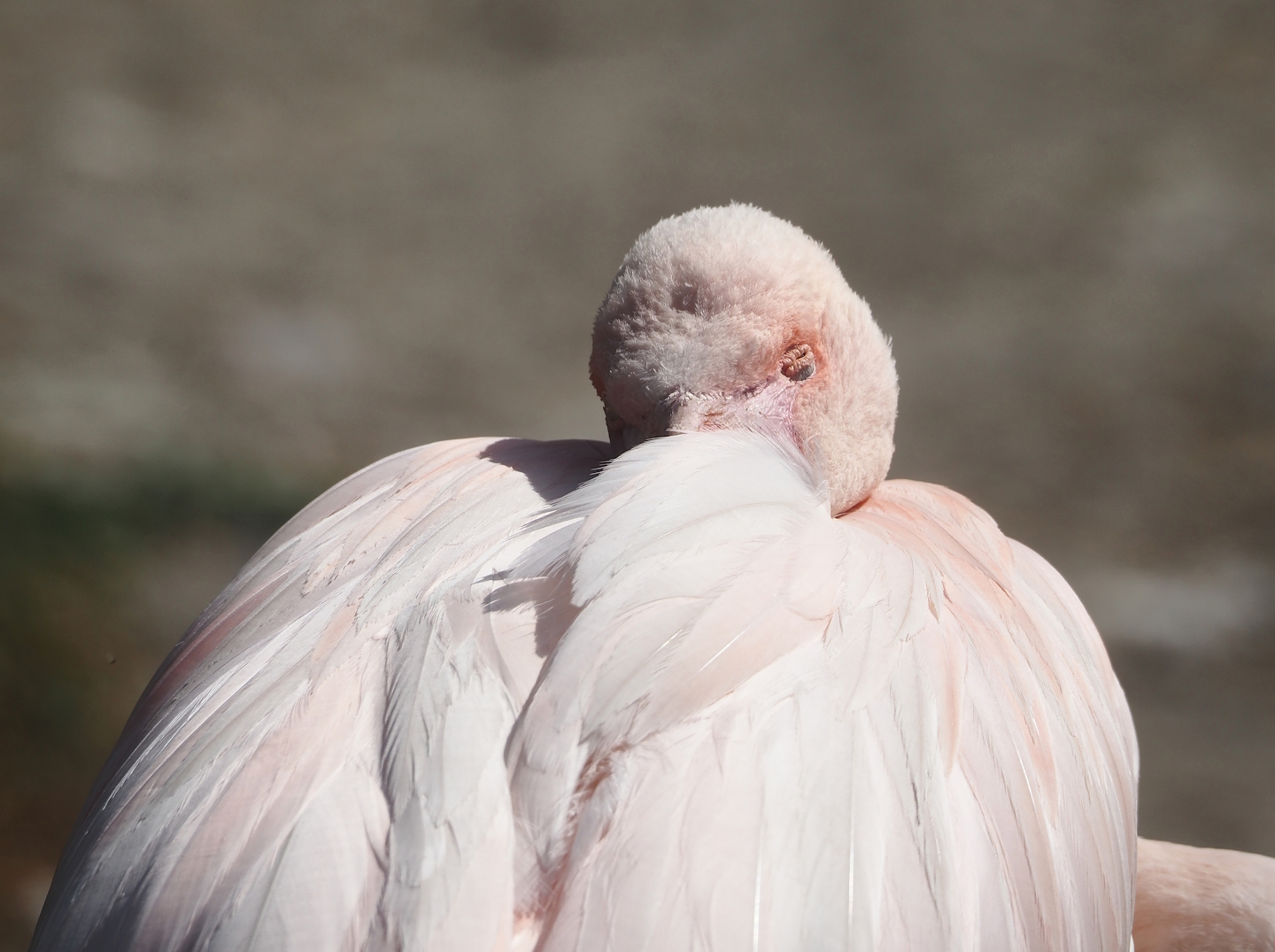 Greater flamingo (Phoenicopterus roseus), 2024-06-30