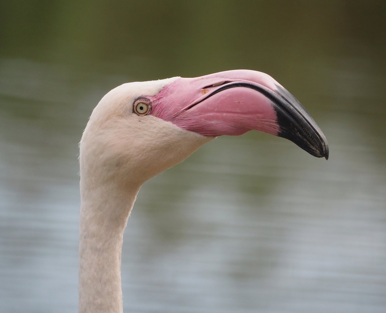 Greater flamingo (Phoenicopterus roseus), 2024-08-21