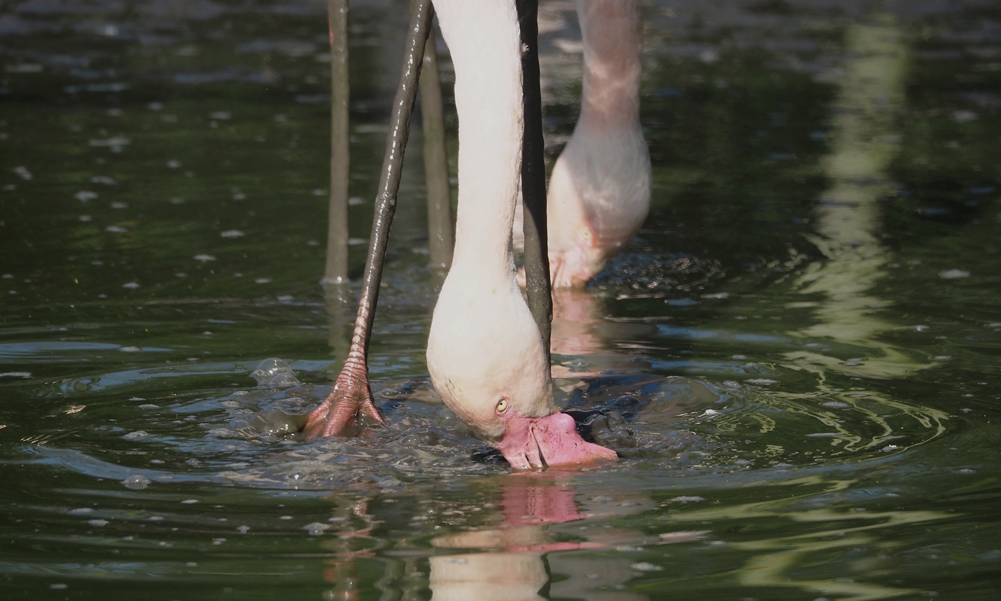 Greater flamingo (Phoenicopterus roseus), 2025-04-12