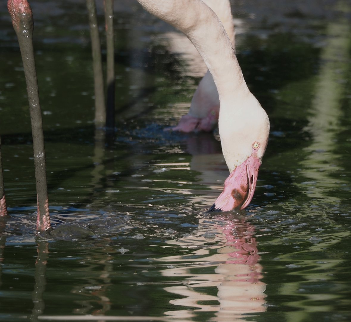 Greater flamingo (Phoenicopterus roseus), 2025-04-12