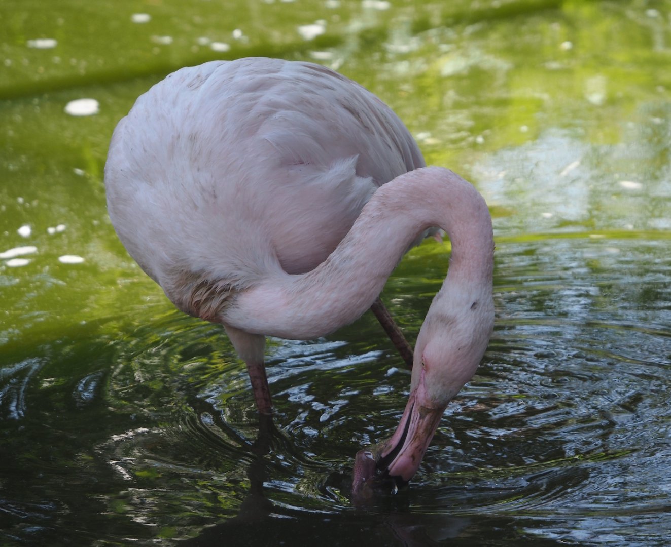 Greater flamingo (Phoenicopterus roseus), 2025-04-12