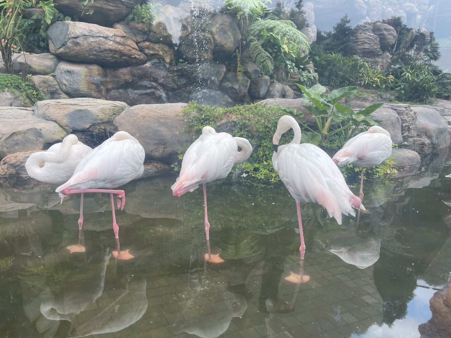 greater flamingo (phoenicopterus roseus) (3)