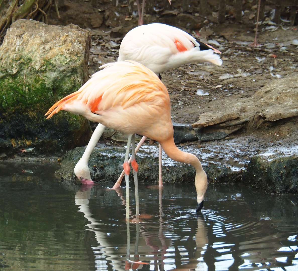 Greater flamingo (Phoenicopterus roseus) and Chilean flamingo (Phoenicopterus chilensis), Aug 28th, 2018