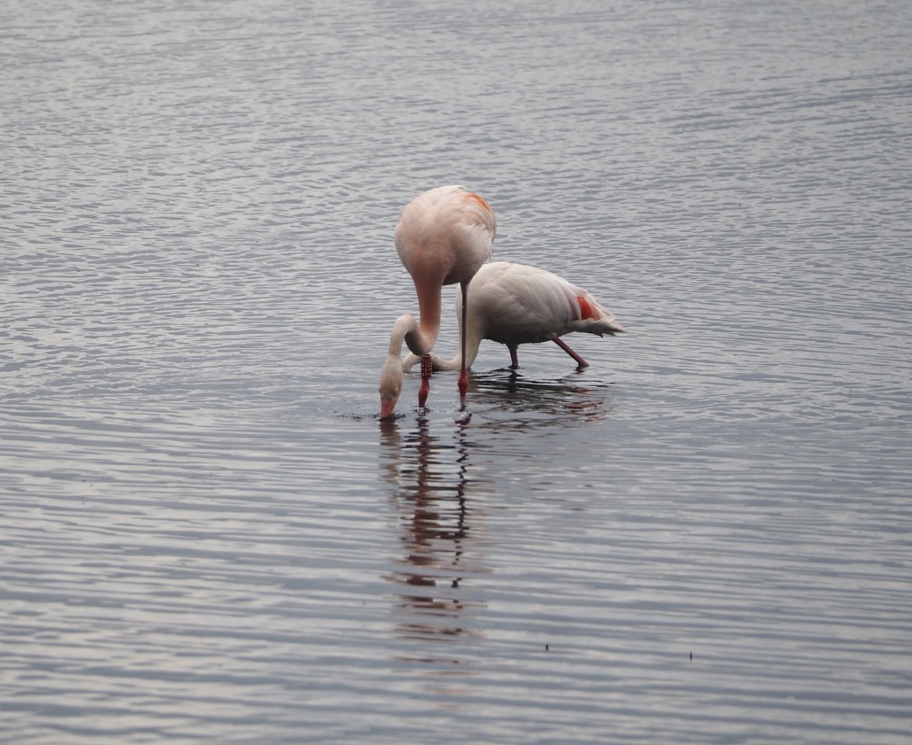 Greater flamingo (Phoenicopterus roseus) and Greater/Chilean flamingo hybrid (P. roseus X P. chilensis), Zwillbrocker Venn, 2025-05-26