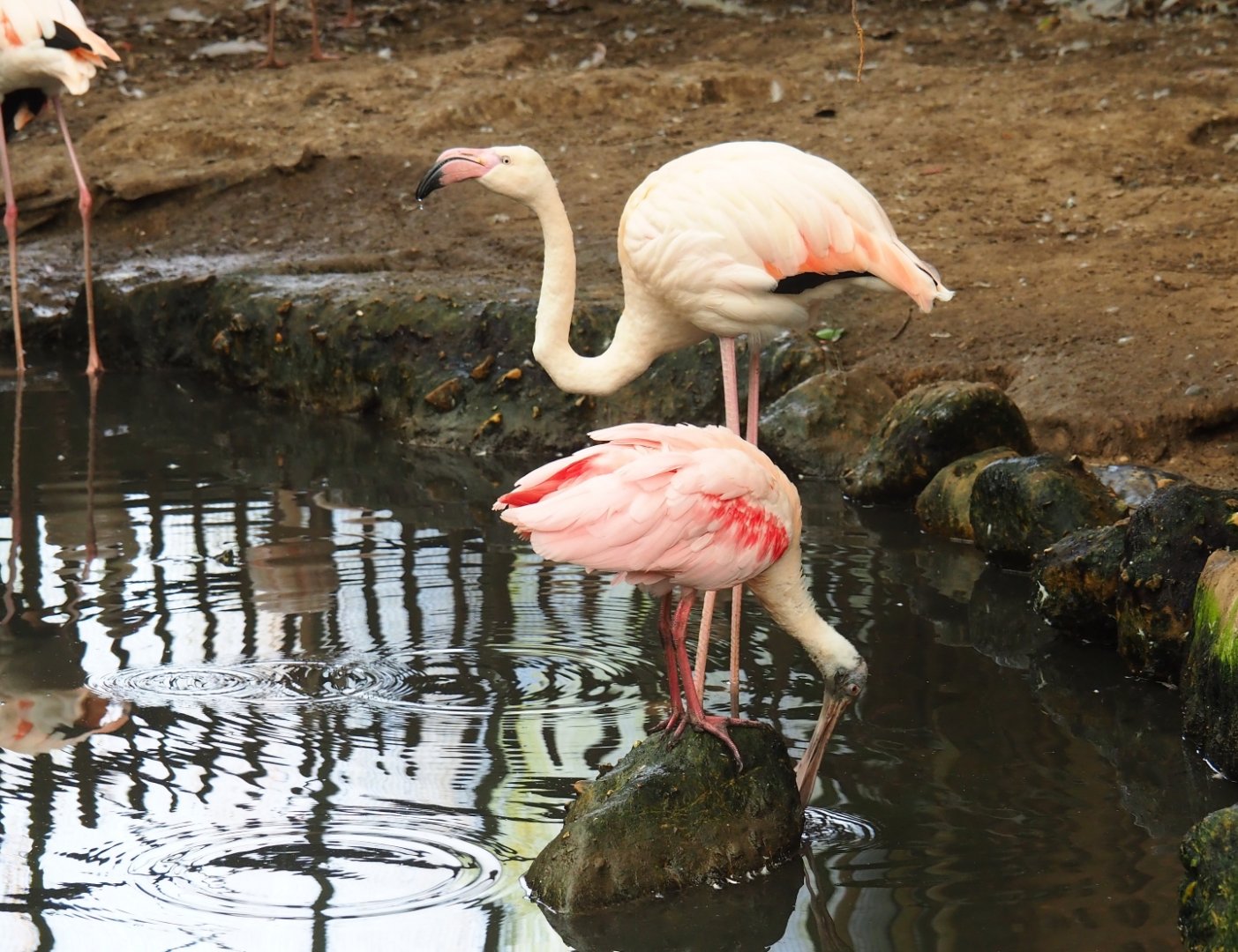Greater flamingo (Phoenicopterus roseus) and Roseate spoonbill (Platalea ajaja), Aug 28th, 2018