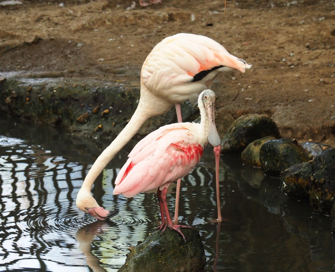 Greater flamingo (Phoenicopterus roseus) and Roseate spoonbill (Platalea ajaja), Aug 28th, 2018