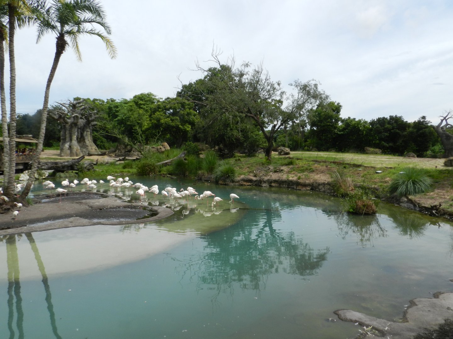 Greater Flamingo (Phoenicopterus roseus) at Disney's Animal Kingdom Park
