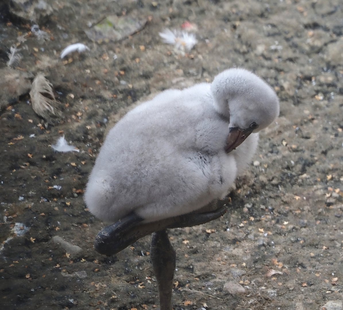 Greater flamingo (Phoenicopterus roseus) chick, 2024-08-21