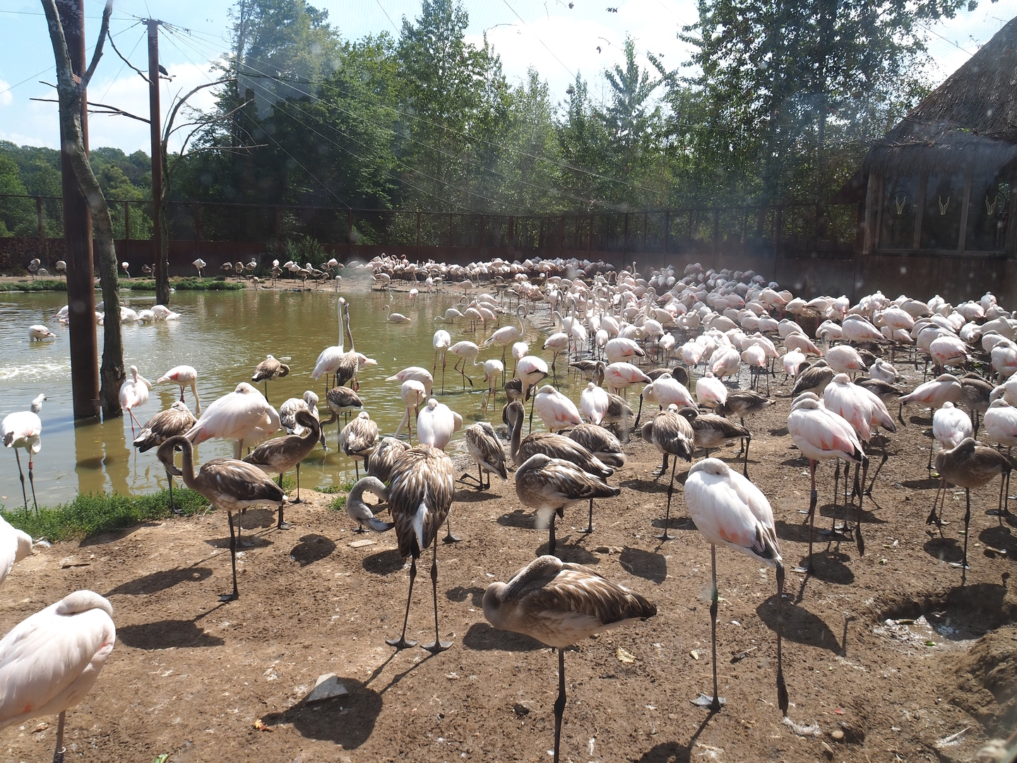 Greater flamingo (Phoenicopterus roseus) colony, 2022-08-20