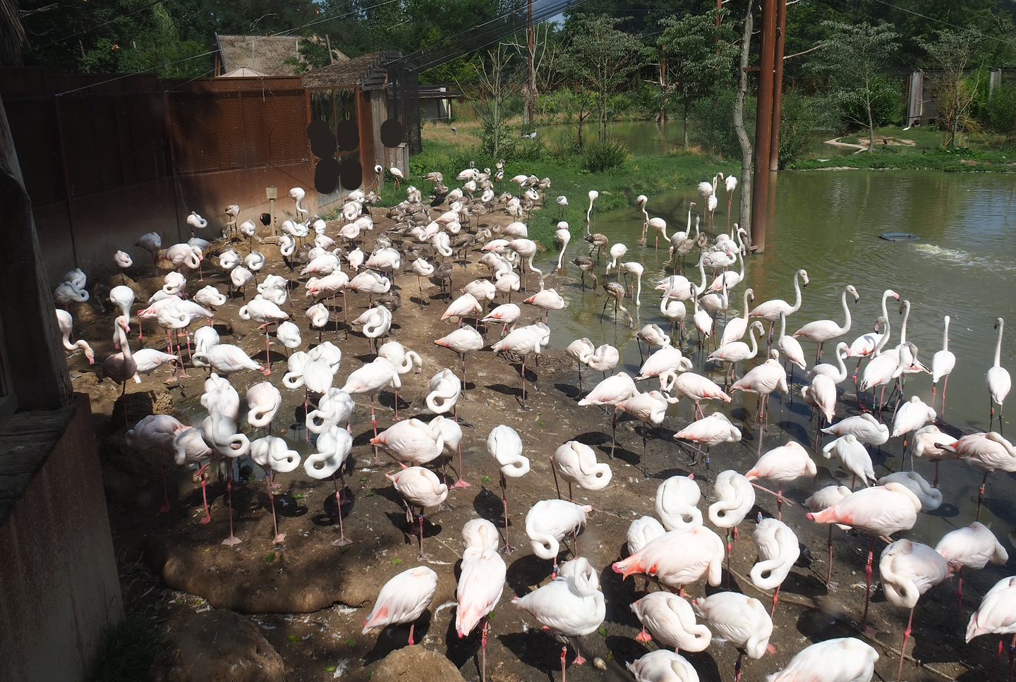 Greater flamingo (Phoenicopterus roseus) colony, 2022-08-20