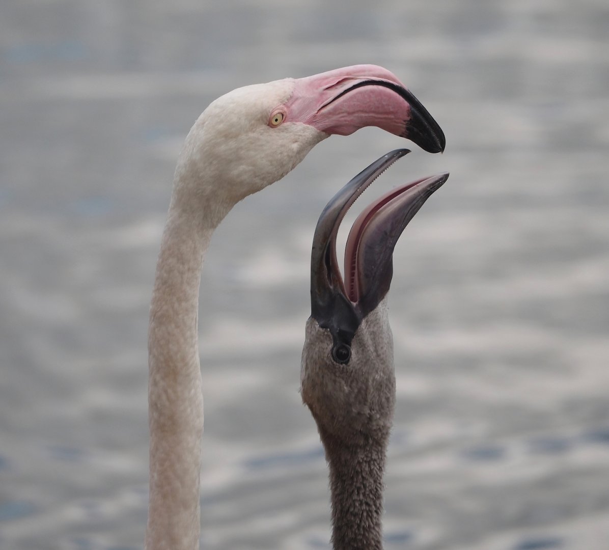 Greater flamingo (Phoenicopterus roseus) feeding chick, 2024-08-21