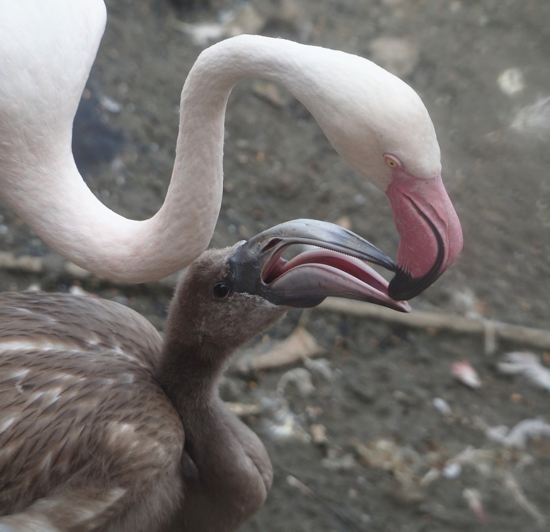 Greater flamingo (Phoenicopterus roseus) feeding chick, 2024-08-21