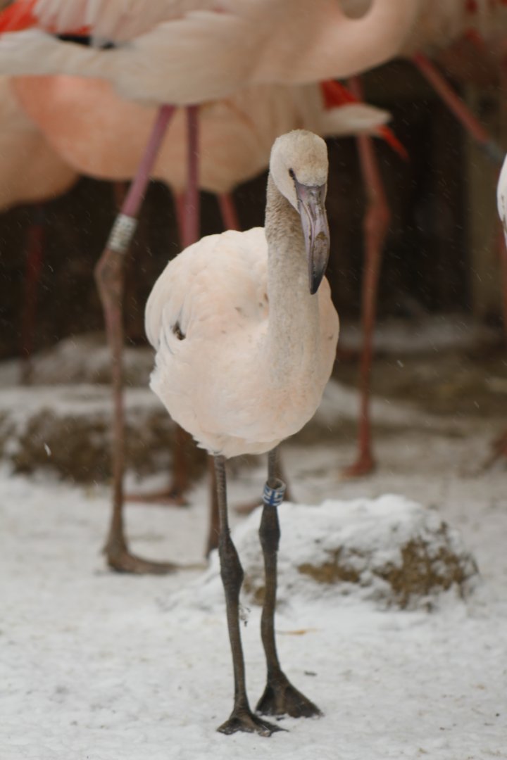 Greater flamingo (Phoenicopterus roseus) juvenile
