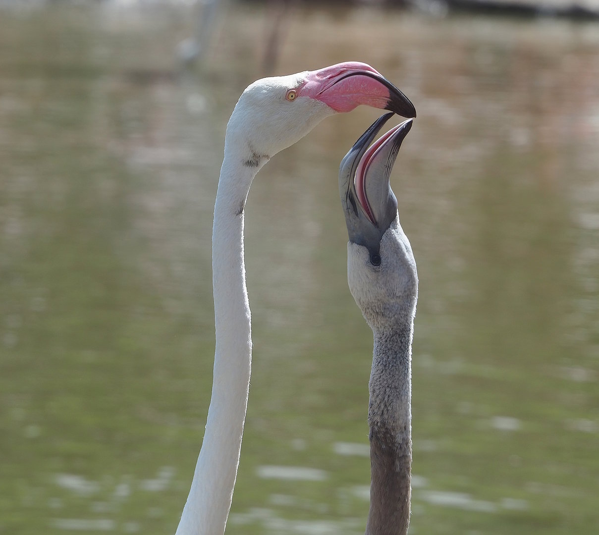 Greater flamingo (Phoenicopterus roseus) with juvenile, 2022-08-20