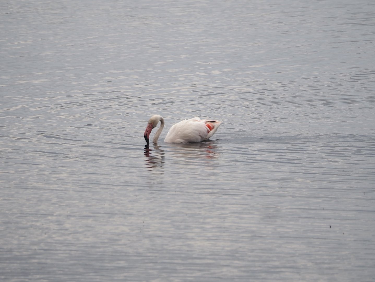 Greater flamingo (Phoenicopterus roseus), Zwillbrocker Venn, 2025-05-26