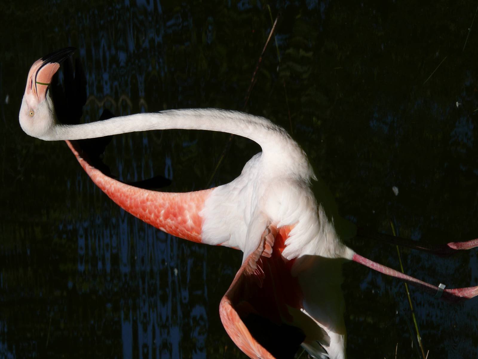 Greater Flamingo (Phoenicopterus roseus)