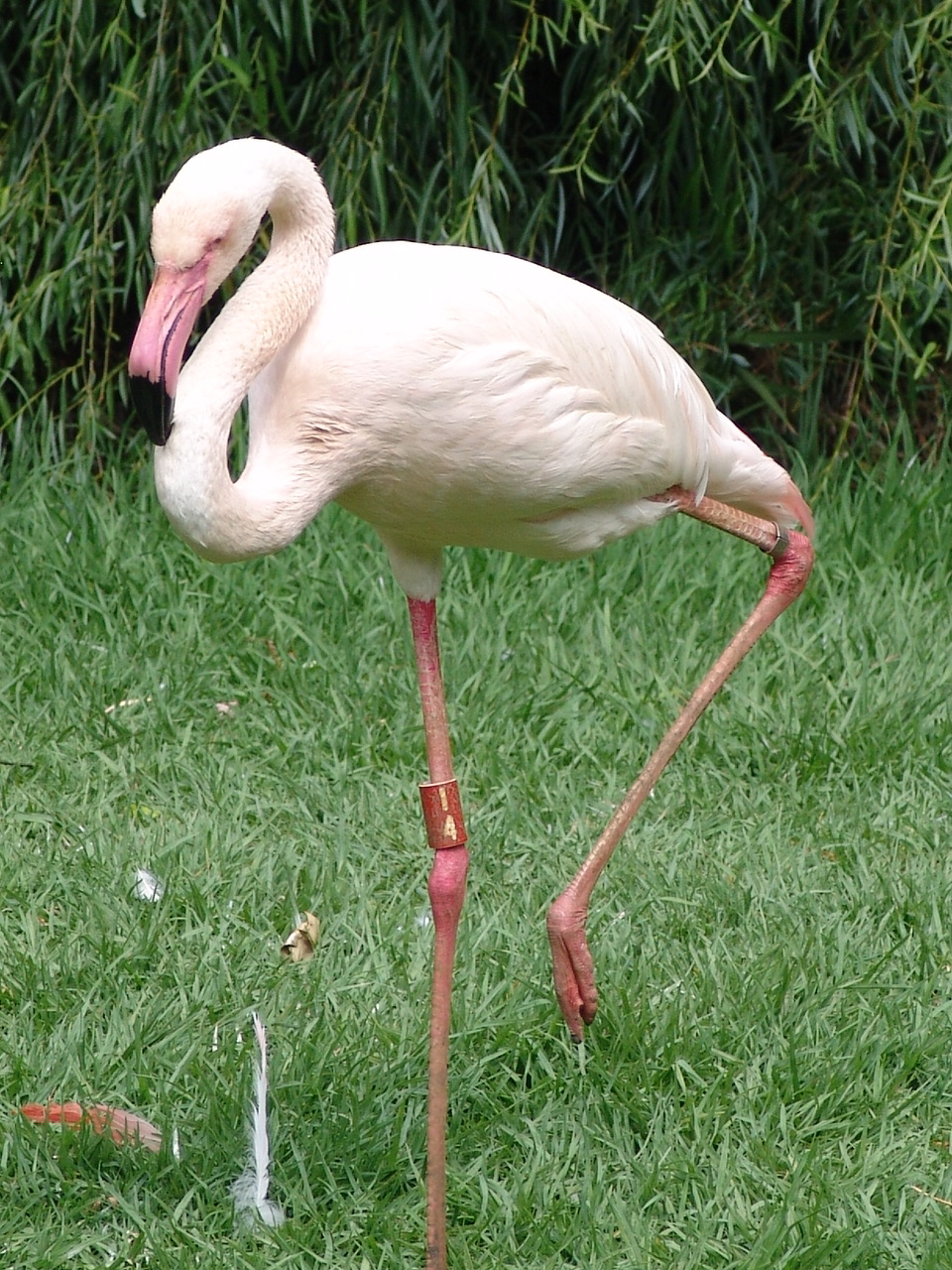 Greater Flamingo (Phoenicopterus roseus)