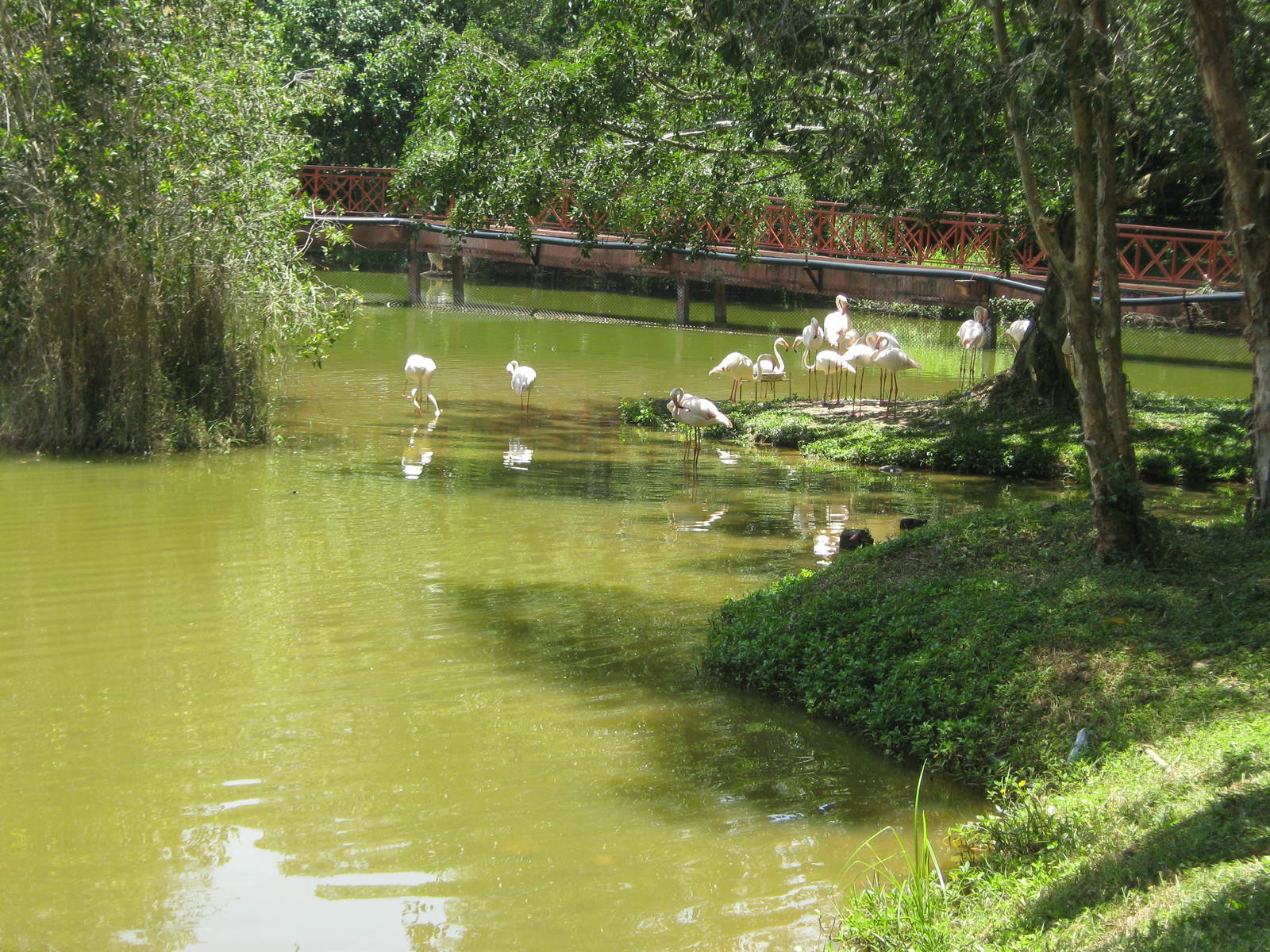 Greater flamingo (Phoenicopterus roseus)