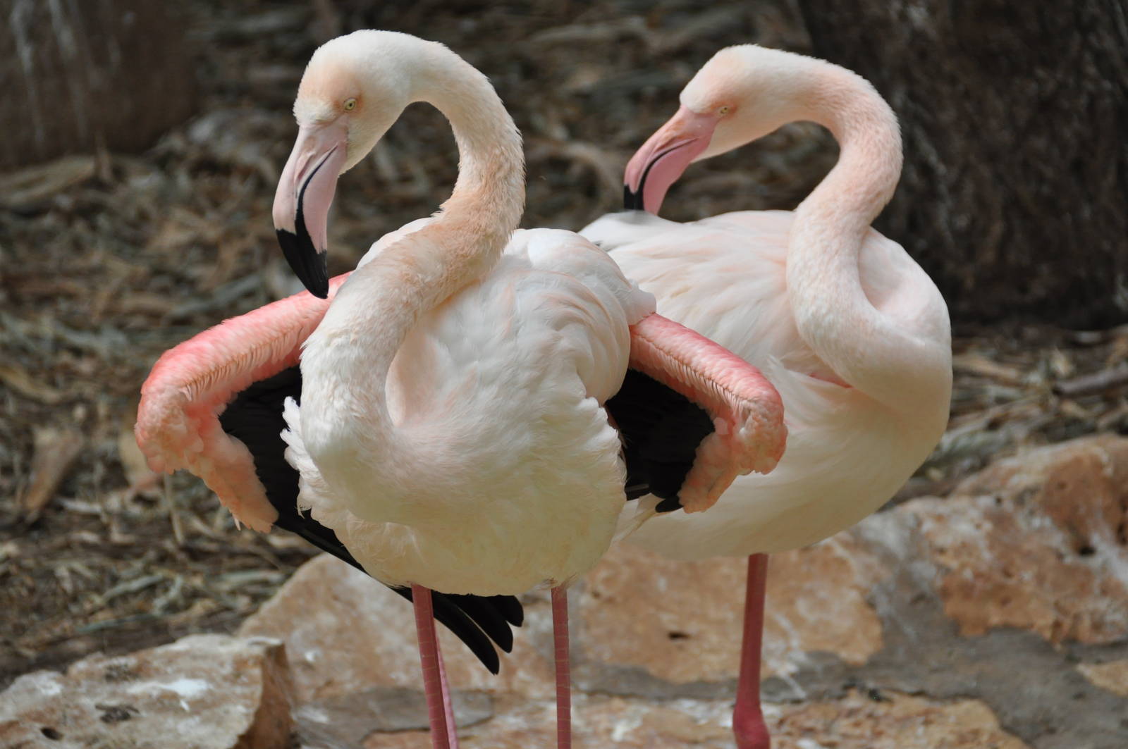 Greater flamingo/ Phoenicopterus roseus