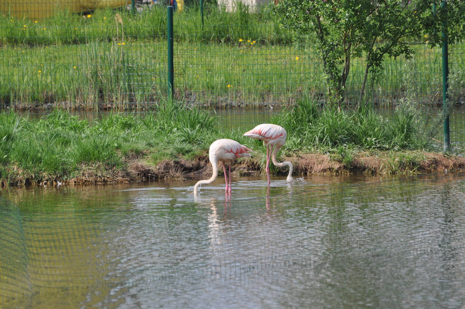 Greater flamingo/ Phoenicopterus roseus