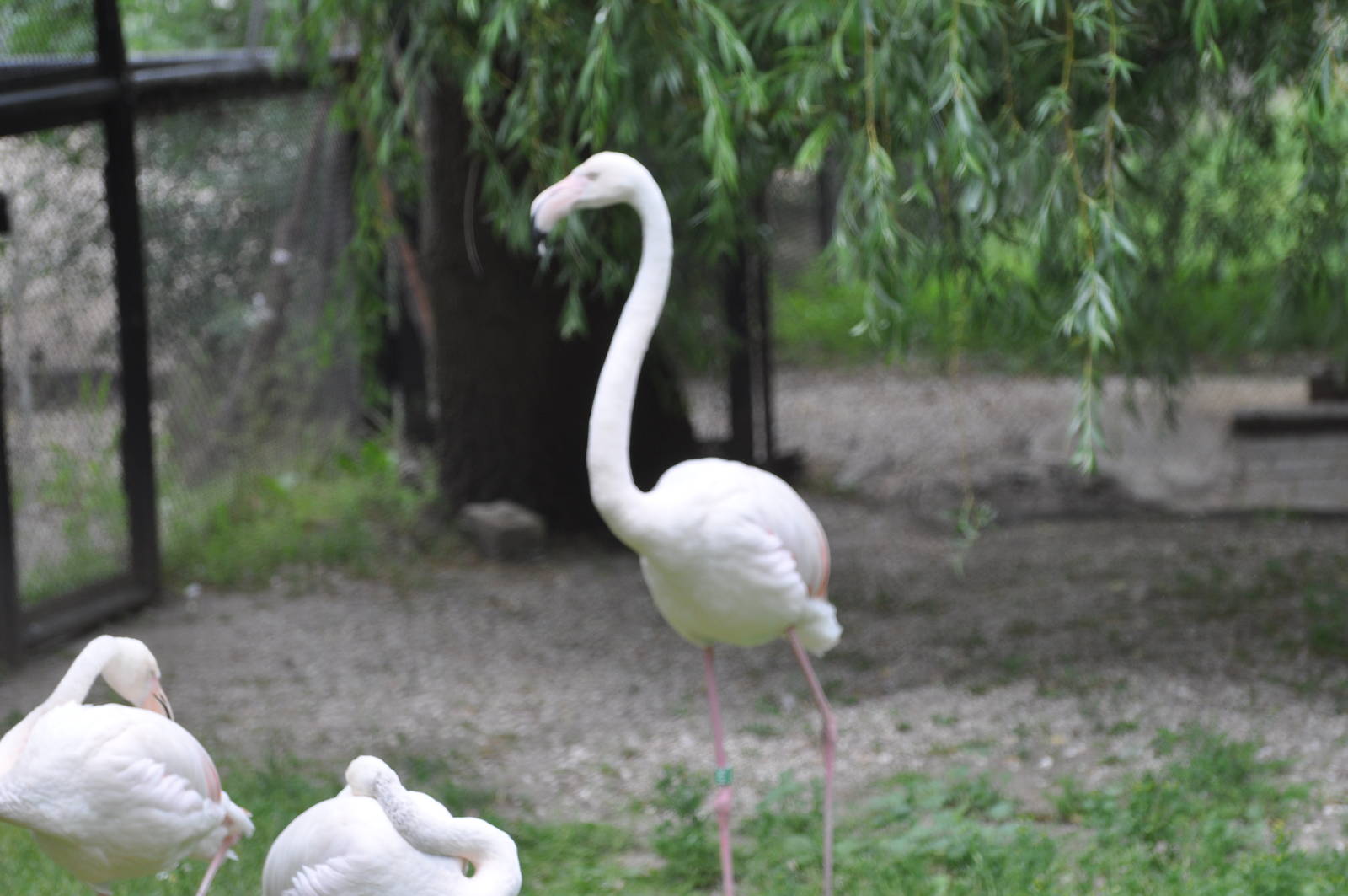 Greater flamingo/ Phoenicopterus roseus