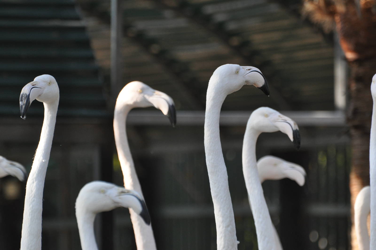 Greater flamingo/ Phoenicopterus roseus