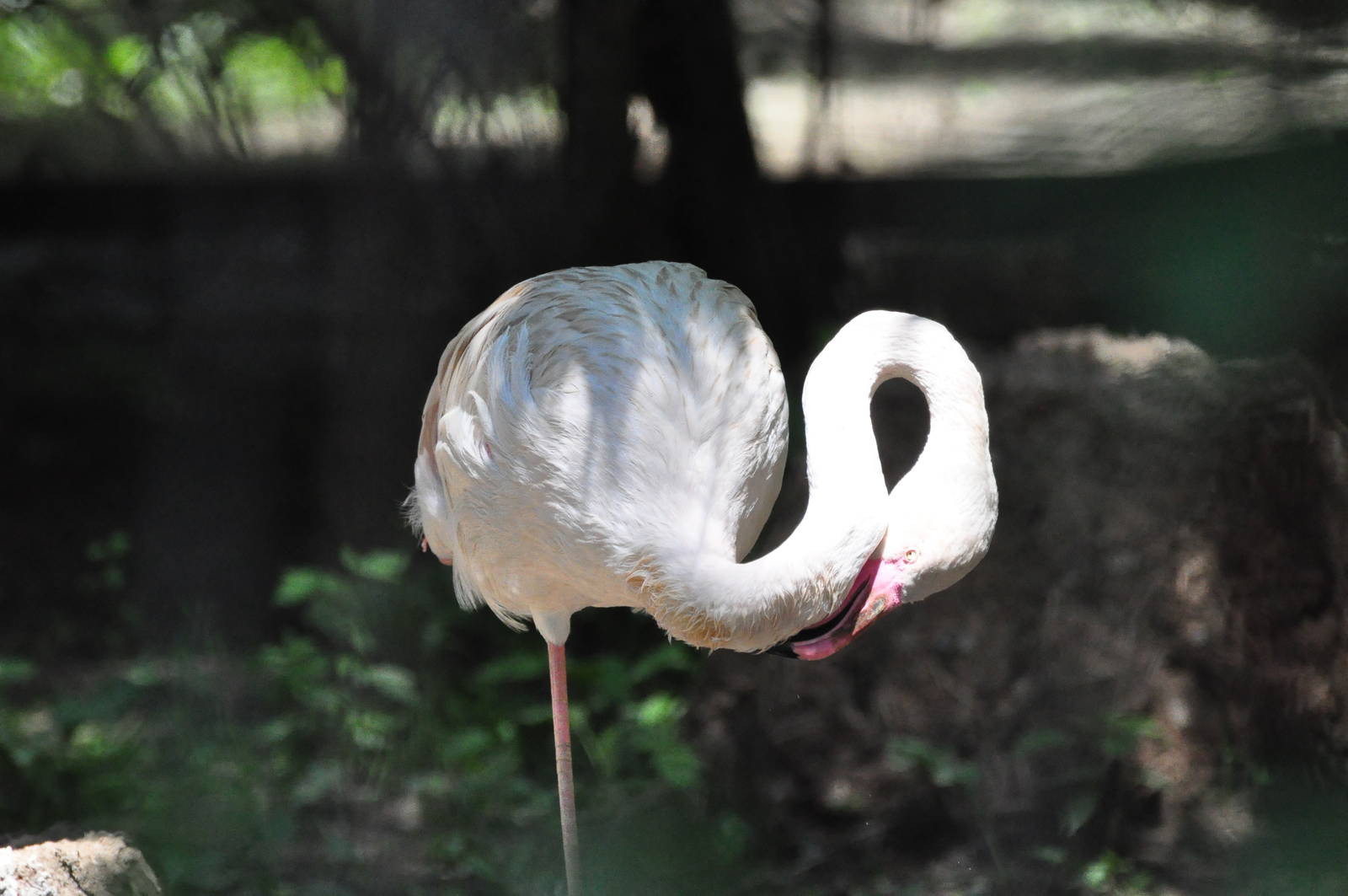 Greater flamingo/ Phoenicopterus roseus