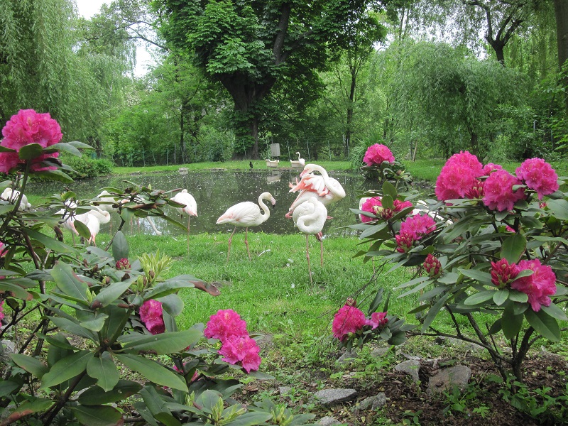 Greater flamingo (Phoenicopterus roseus)