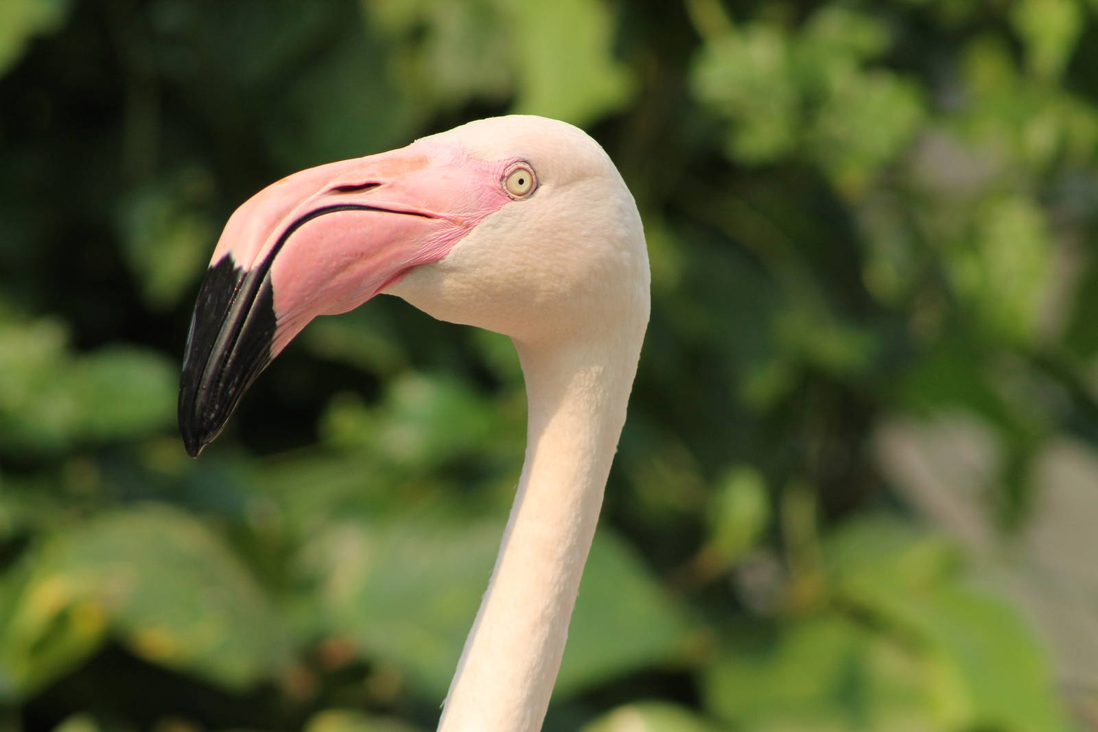 greater flamingo (Phoenicopterus roseus)