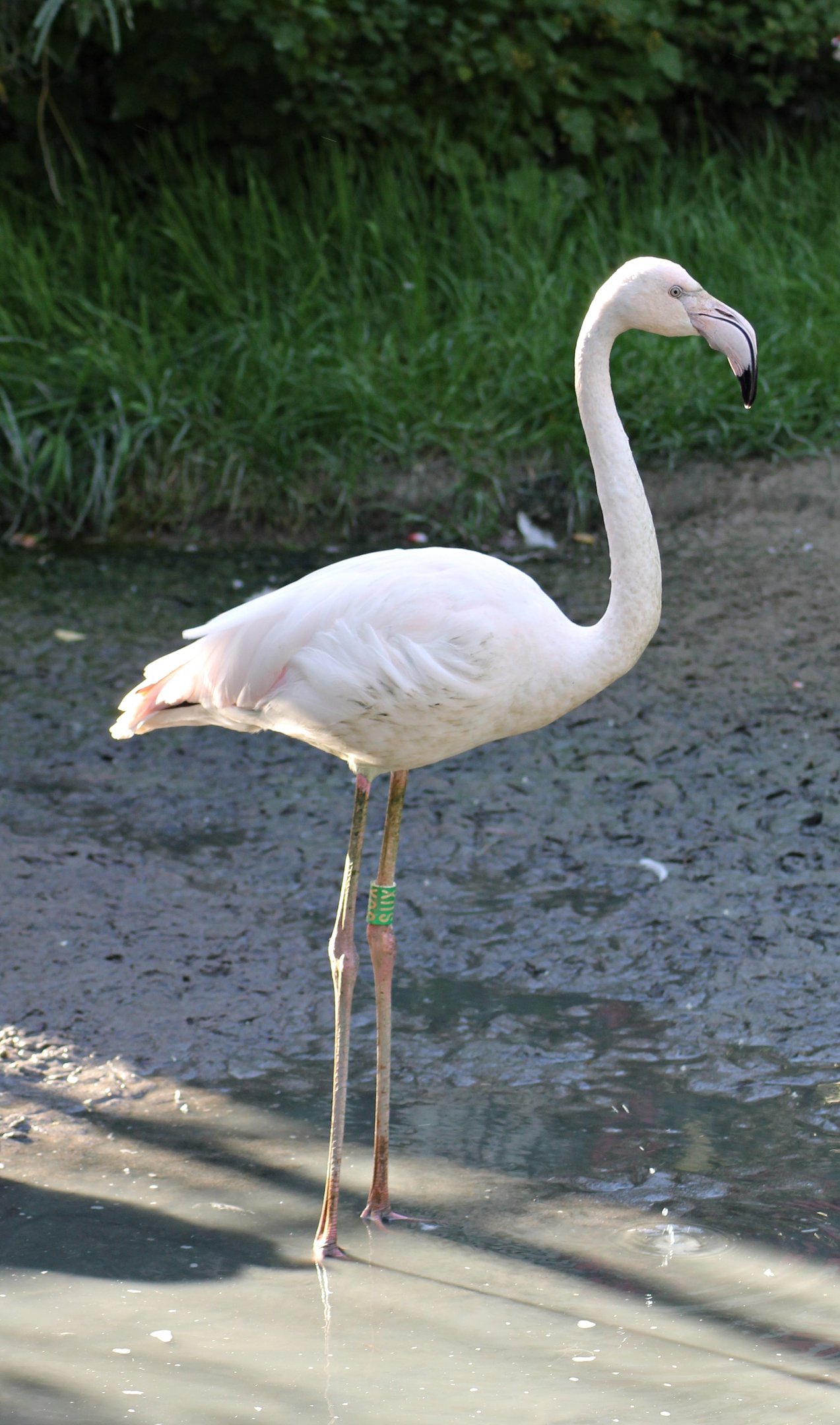Greater flamingo (Phoenicopterus roseus)